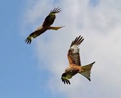 Image result for Kite Club of Scotland