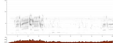 Image result for Anthus gustavi