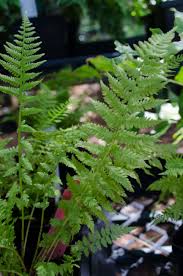 Attēlu rezultāti vaicājumam “Athyrium filix-femina”
