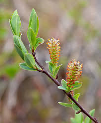 Attēlu rezultāti vaicājumam “Salix myrtilloides”