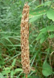 Attēlu rezultāti vaicājumam “Phyteuma spicatum leaf”