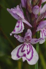 Attēlu rezultāti vaicājumam “Dactylorhiza maculata”