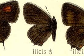 Attēlu rezultāti vaicājumam “Satyrium ilicis”
