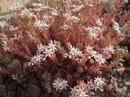 Attēlu rezultāti vaicājumam “Sedum hispanicum flower”