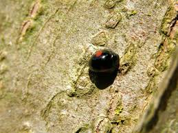 Attēlu rezultāti vaicājumam “Chilocorus renipustulatus”