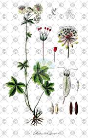 Attēlu rezultāti vaicājumam “Astrantia major fruit”