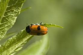 Attēlu rezultāti vaicājumam “Clytra quadripunctata”