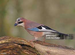 Attēlu rezultāti vaicājumam “Garrulus glandarius”