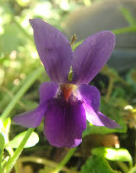 Attēlu rezultāti vaicājumam “Viola tricolor subsp. curtisii bud”
