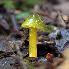 Attēlu rezultāti vaicājumam “Neocudoniella albiceps”