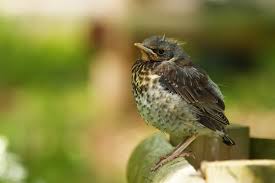 Attēlu rezultāti vaicājumam “Turdus pilaris”