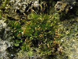 Attēlu rezultāti vaicājumam “Rhabdoweisia fugax sporophyte”