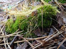 Attēlu rezultāti vaicājumam “sporophyte”