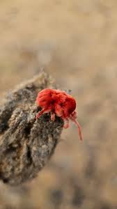 Attēlu rezultāti vaicājumam “Trombidiidae”