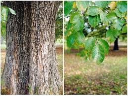 Attēlu rezultāti vaicājumam “Ulmus x hollandica leaf”