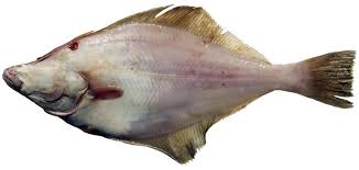 Image result for Parophrys vetulus