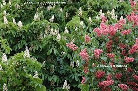 Attēlu rezultāti vaicājumam “Aesculus x hybrida”