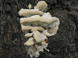 Attēlu rezultāti vaicājumam “Bjerkandera fumosa”