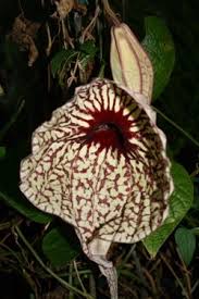 Attēlu rezultāti vaicājumam “Aristolochia durior flower”