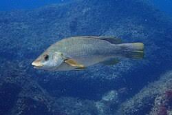 Image result for Labrus bergylta