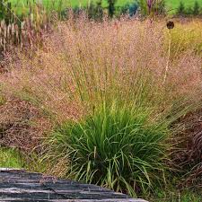 Attēlu rezultāti vaicājumam “Molinia caerulea flower”