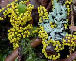 Attēlu rezultāti vaicājumam “Lamproderma columbinum”