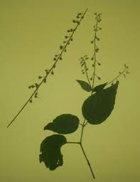 Attēlu rezultāti vaicājumam “Circaea lutetiana”