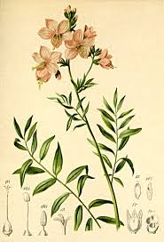 Image result for Polemonium coeruleum