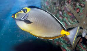 Image result for Naso lituratus