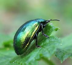 Attēlu rezultāti vaicājumam “Linaeidea aenea”