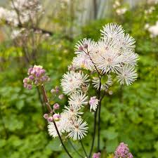 Attēlu rezultāti vaicājumam “Thalictrum aquilegifolium”