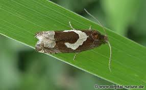 Attēlu rezultāti vaicājumam “Epiblema foenella”