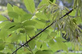 Attēlu rezultāti vaicājumam “Fraxinus pennsylvanica”
