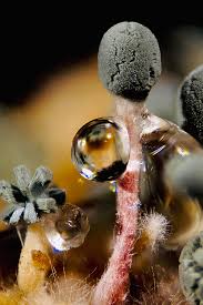 Attēlu rezultāti vaicājumam “Penicillium vulpinum”