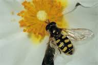 Attēlu rezultāti vaicājumam “Eupeodes corollae”