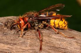 Attēlu rezultāti vaicājumam “Vespa crabro”