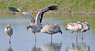 Attēlu rezultāti vaicājumam “Grus grus”