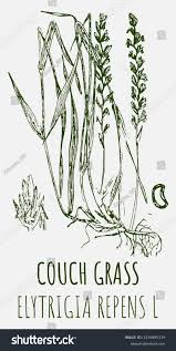 Attēlu rezultāti vaicājumam “Elytrigia repens”