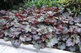 Image result for Heuchera `Palace Purple`