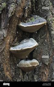 Attēlu rezultāti vaicājumam “Phellinus populicola”