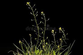 Attēlu rezultāti vaicājumam “Draba nemorosa fruit”