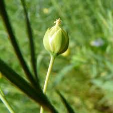 Attēlu rezultāti vaicājumam “Linum usitatissimum bud”