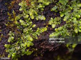 Attēlu rezultāti vaicājumam “Radula complanata sporophyte”