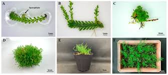 Attēlu rezultāti vaicājumam “Saelania glaucescens sporophyte”