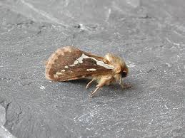 Attēlu rezultāti vaicājumam “Hepialus lupulinus”