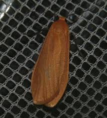 Attēlu rezultāti vaicājumam “Eilema sororcula”