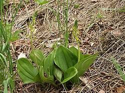 Attēlu rezultāti vaicājumam “Listera ovata”
