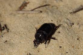 Attēlu rezultāti vaicājumam “Histeridae”