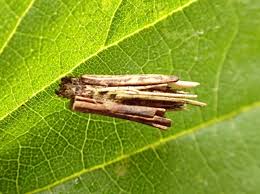 Attēlu rezultāti vaicājumam “Psyche casta larva”