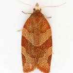 Attēlu rezultāti vaicājumam “Pandemis cinnamomeana female”